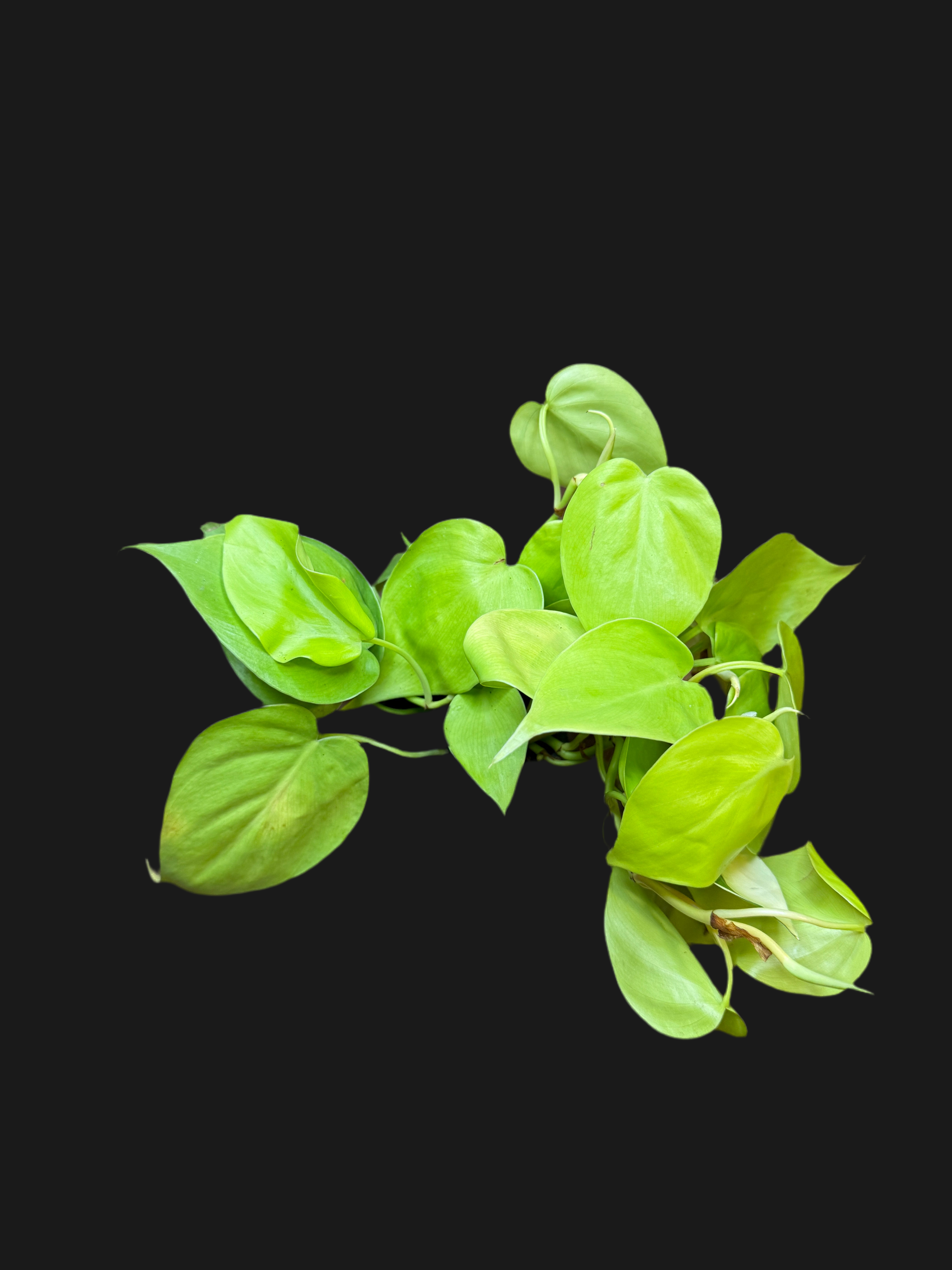 neon philodendron for sale NEON PHILODENDRON PLANT – Isoflora