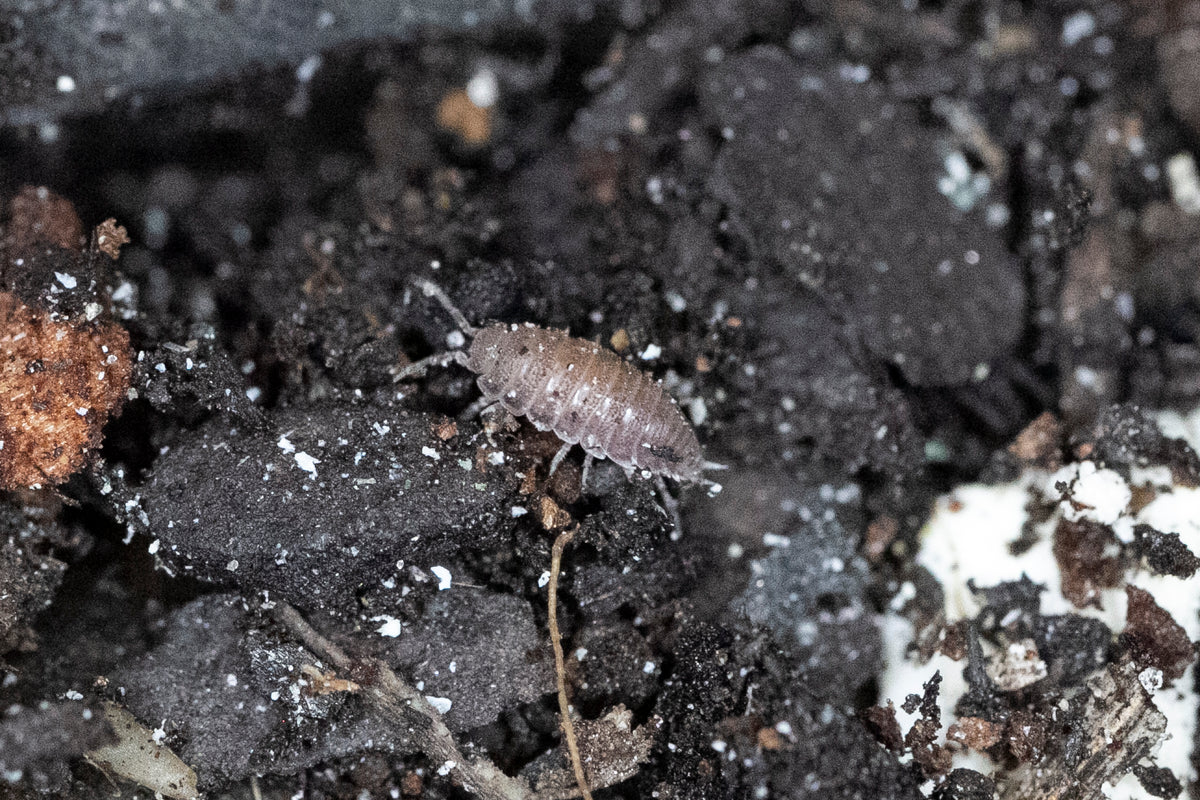 TRICHONISCUS SP 'Dwarf Purple' Isopods Isoflora