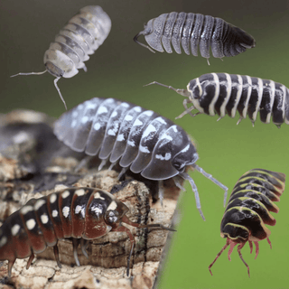 ARMADILLIDIUM