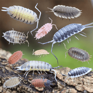 PORCELLIO