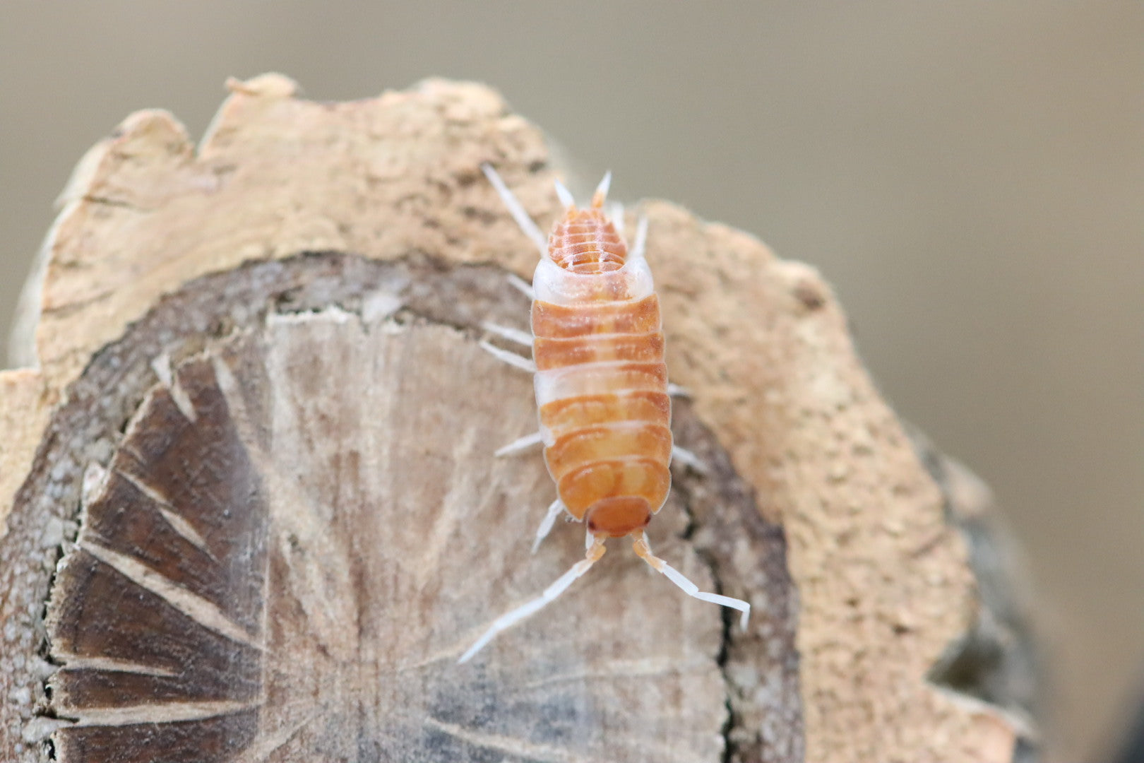 PORCELLIONIDES PRUINOSUS 'Red Koi' Isopods – Isoflora