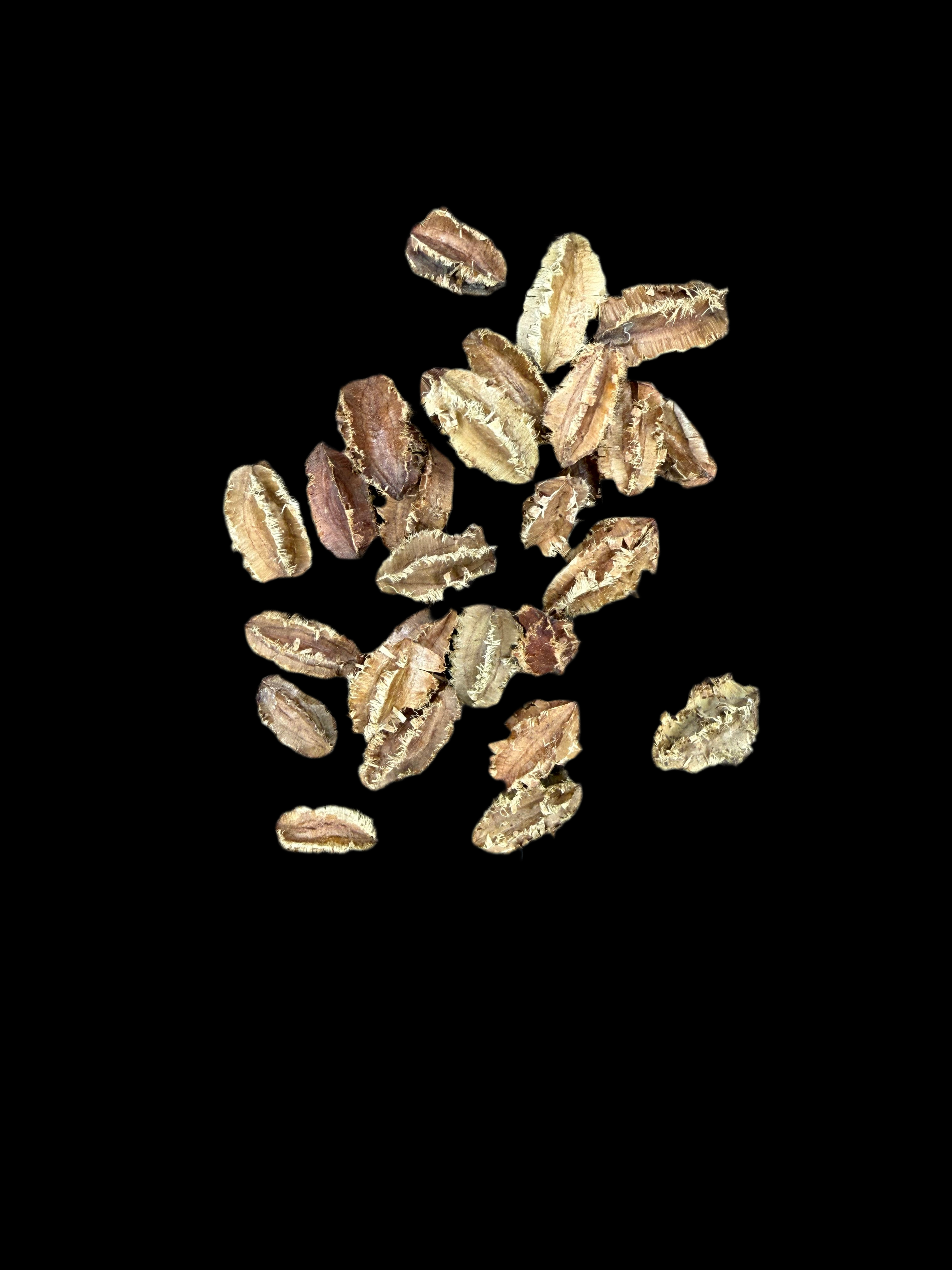 Mini Arjuna Seed Pod