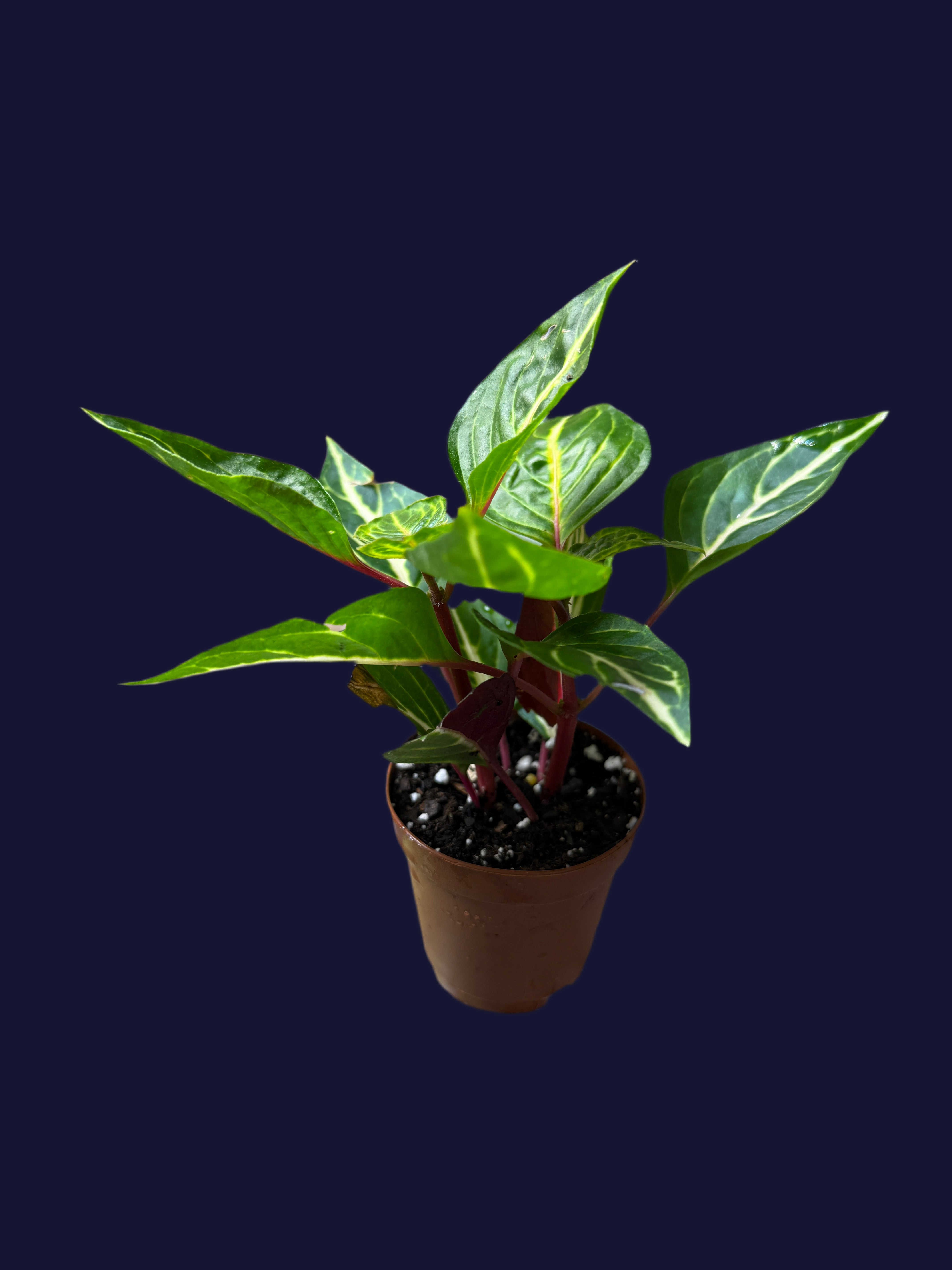 aglaonema rotundum plant AGLAONEMA ROTUNDUM RED VEIN PLANT