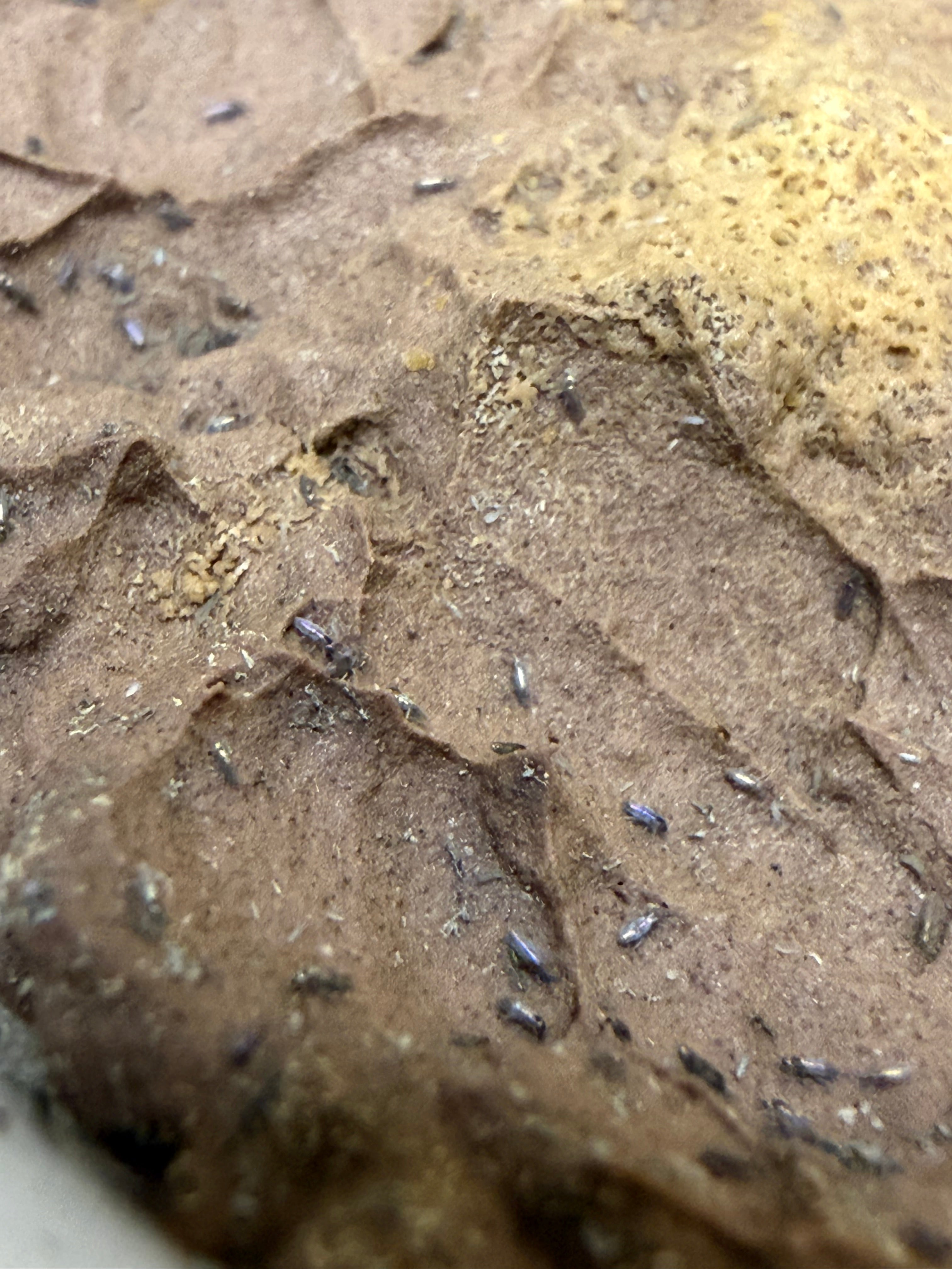 Lepidocyrtus sp 'Micro-Gold' Springtails