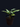 PINSTRIPE CALATHEA PLANT
