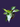 PHILODENDRON WHITE WIZARD PLANT
