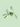 PHILODENDRON SILVER SWORD PLANT