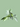PHILODENDRON SILVER SWORD PLANT