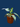 PHILODENDRON WHITE WIZARD PLANT