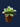 AWONIUM HAWORTHII PINWHEEL SUCCULENT PLANTL
