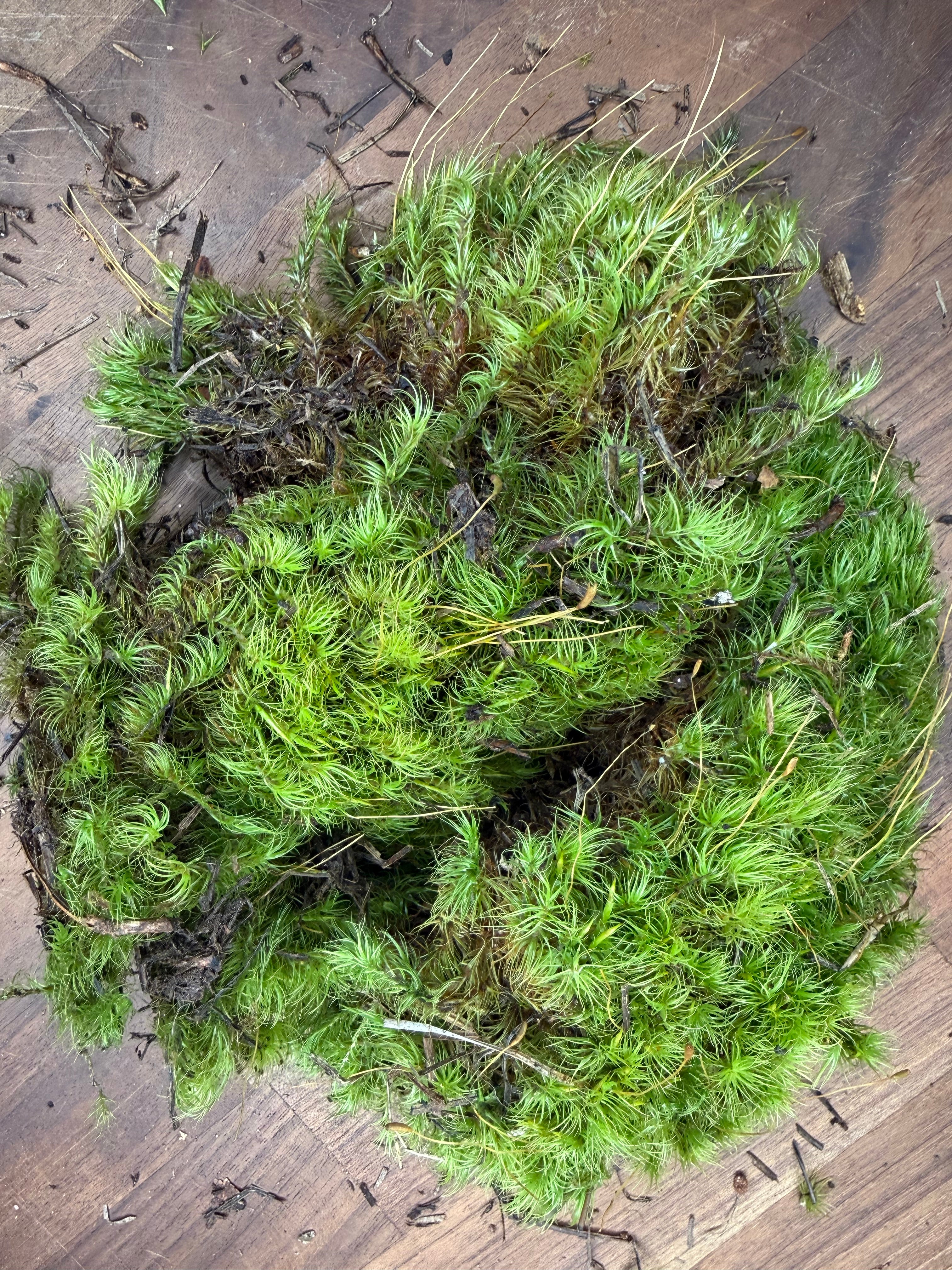 Live Mood Moss