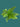 PHILODENDRON ADANSONII SWISS CHEESE PLANT