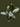 RUBBER FIG PLANT