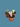 LITHOPS ‘LIVING STONE’ SUCCULENT PLANT