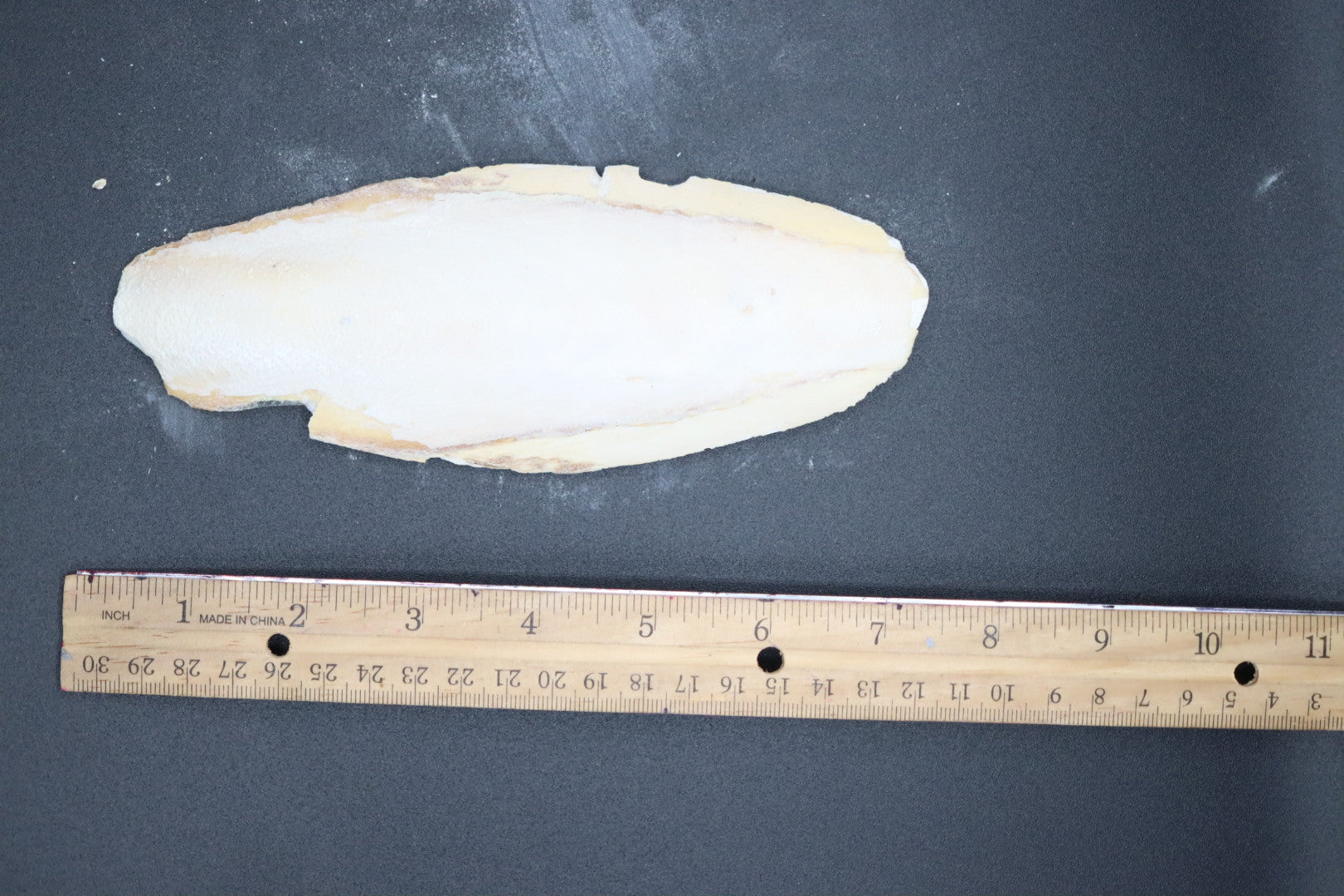 Cuttlebones Extraction Cuttlebone – Isoflora