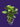 ARABICA COFFEE PLANT