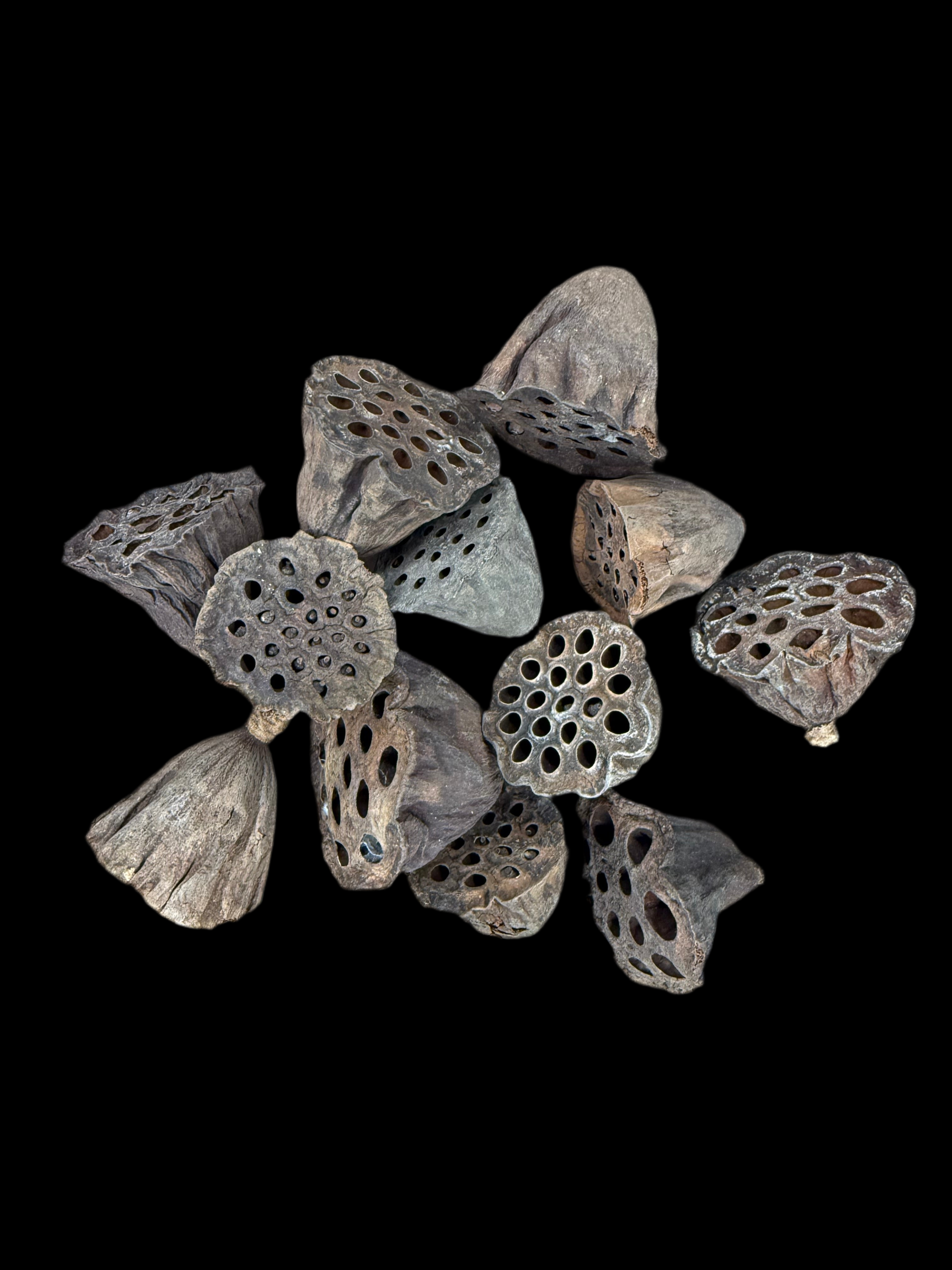 Mini Lotus Pod