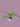 DRACAENA MARGINATA PLANT