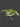 DRACAENA WARNECKII PLANT