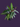 CALATHEA SANGUINEA PLANT