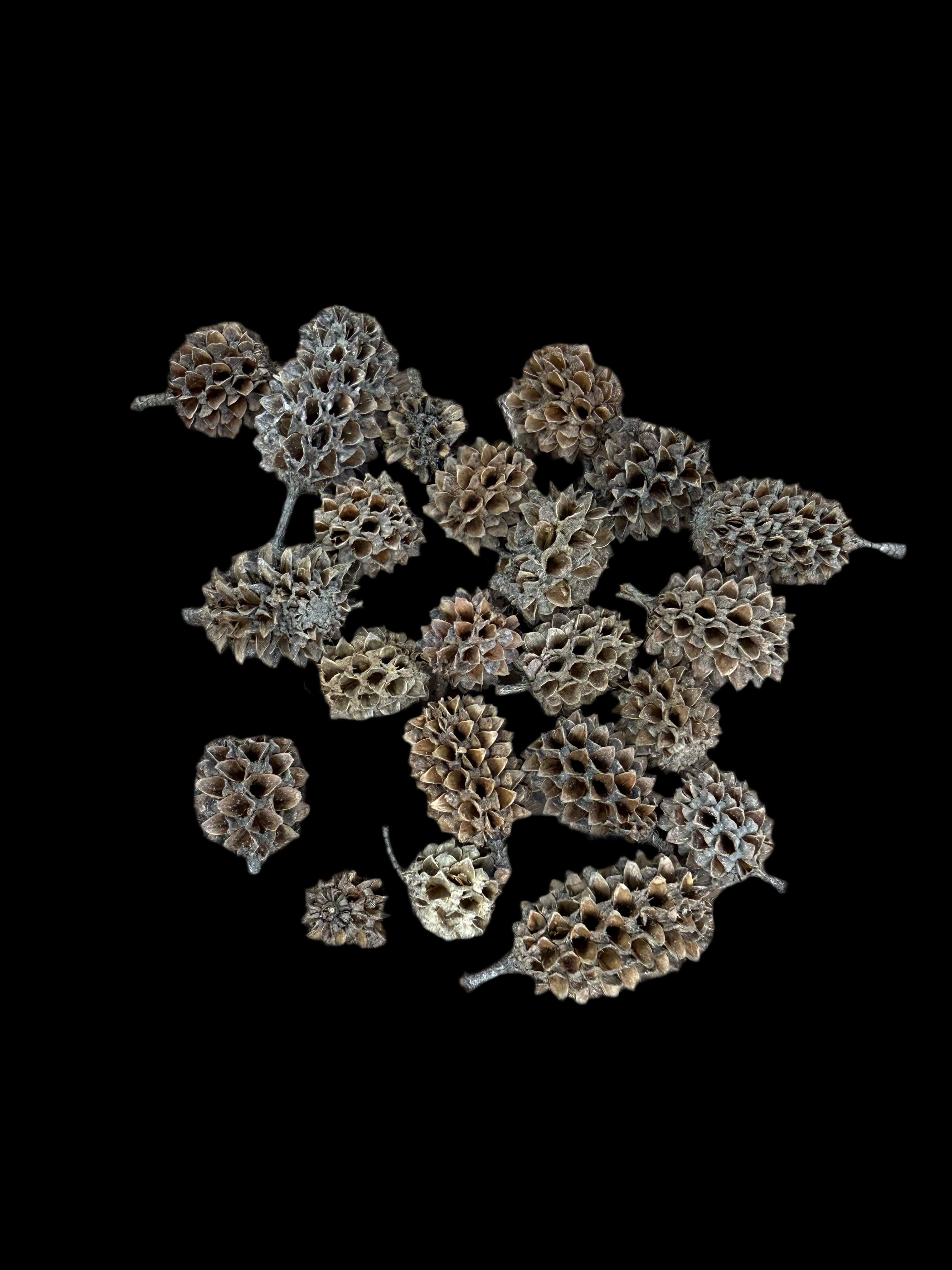 Casuarina Cone