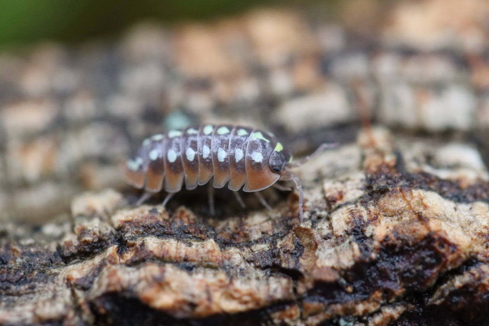 ARMADILLIDIUM KLUGII ‘Slano’ Clown Isopods – Isoflora