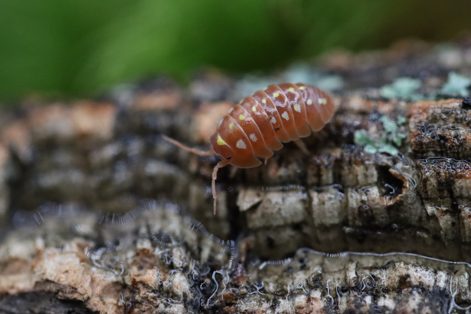 ARMADILLIDIUM KLUGII ‘Orange Clown' Isopods – Isoflora