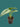 ALOCASIA DRAGON SCALE PLANT