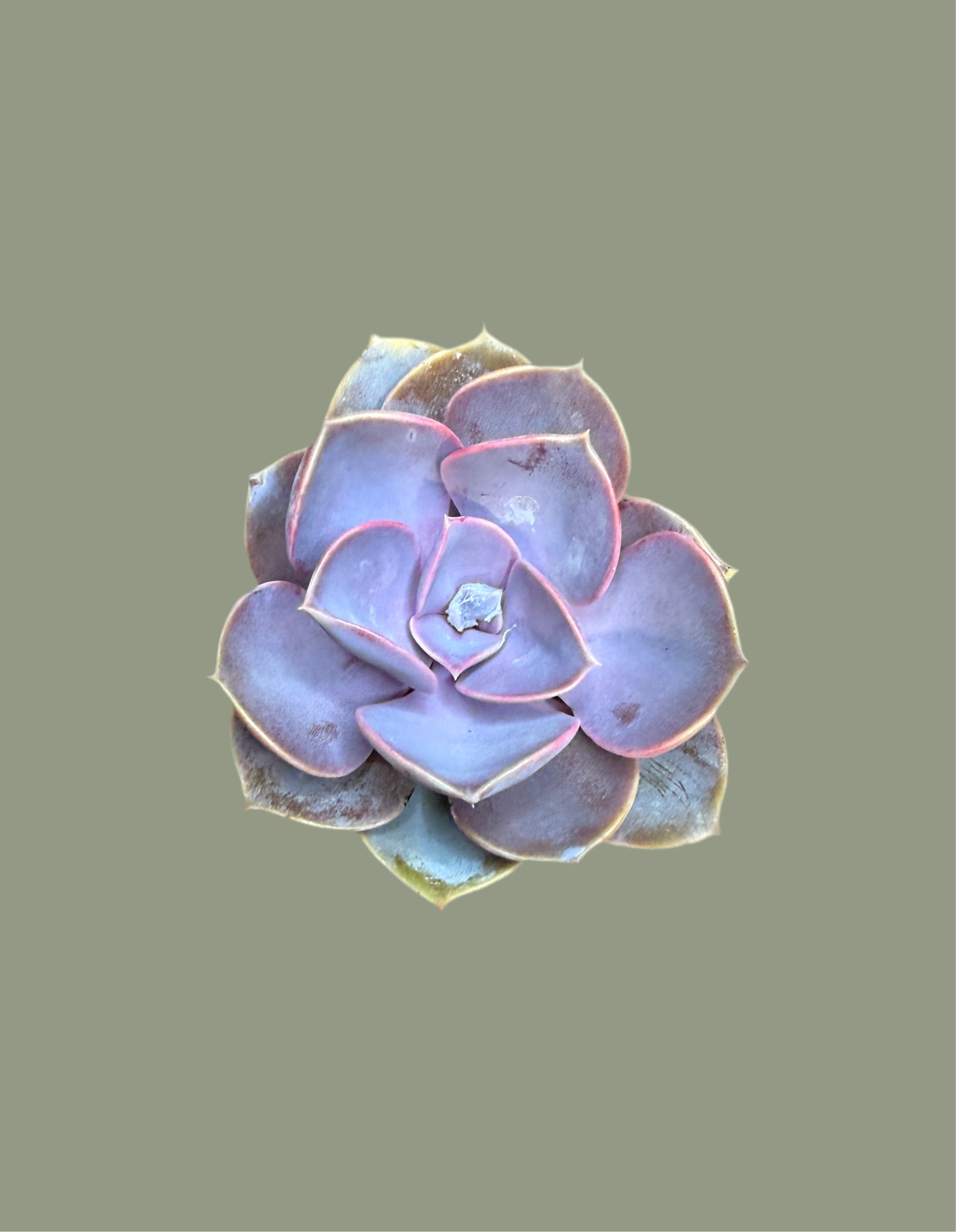 mauve succulent ECHEVERIA PERLE VON NURNBERG SUCCULENT PLANT – Isoflora