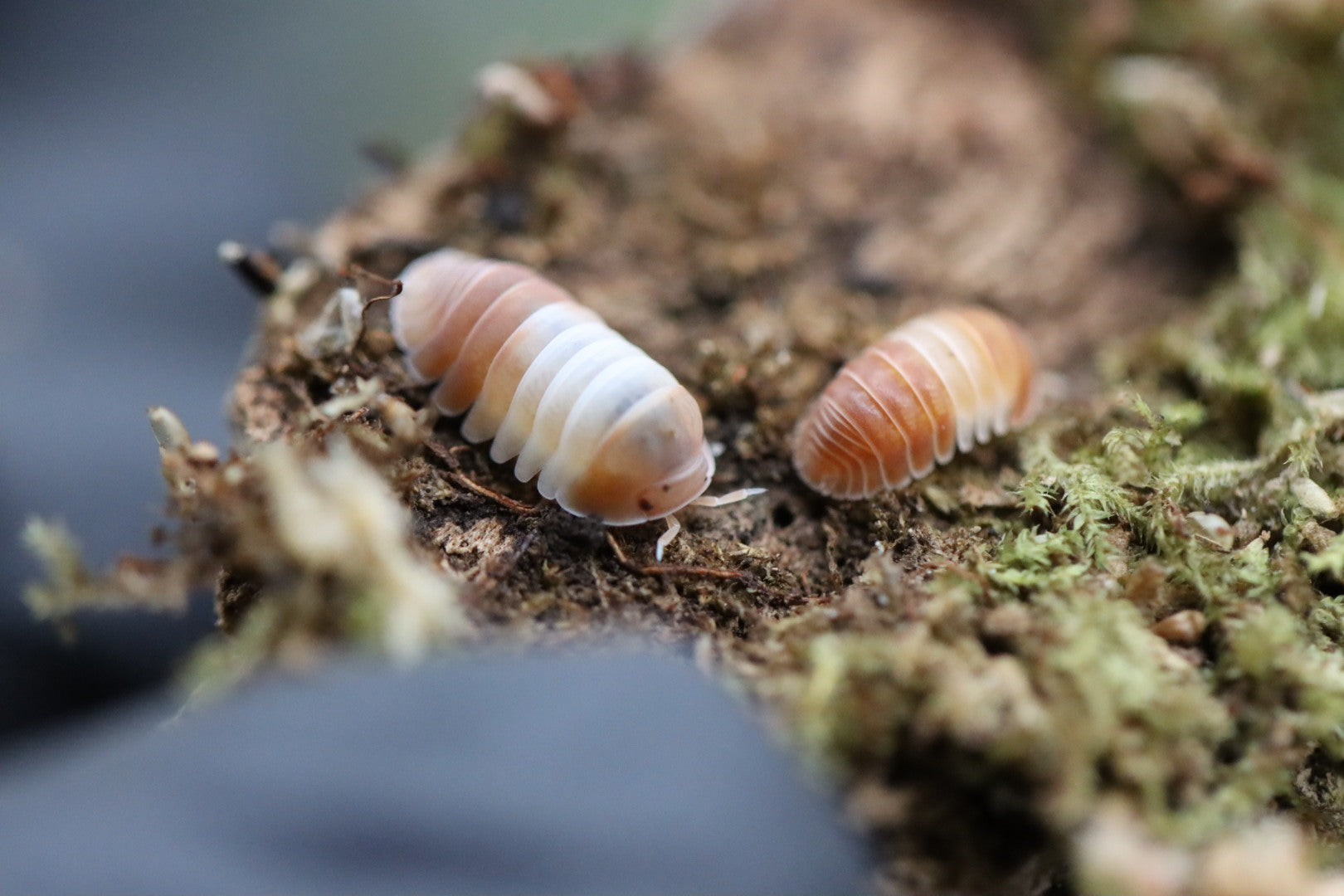 CUBARIS SP 'Red Panda' Isopods – Isoflora