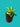 SEDUM ADOLPHI GOLDEN STONECROP SUCCULENT  PLANT
