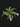 DRACAENA WARNECKII PLANT