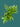 PHILODENDRON ADANSONII SWISS CHEESE PLANT