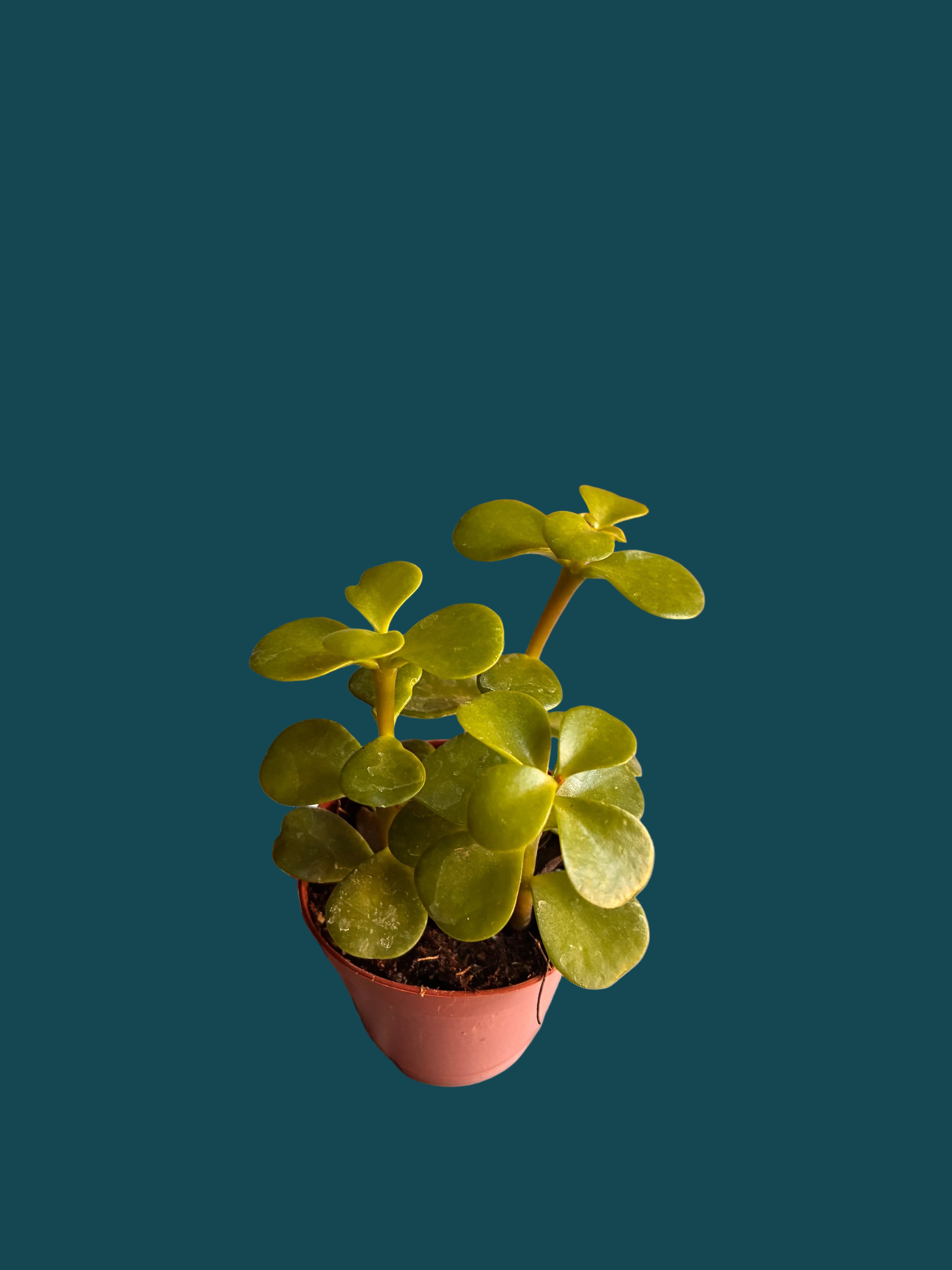 PORTULACARIA AFRA SPEKBOOM MIRACLE” PLANT