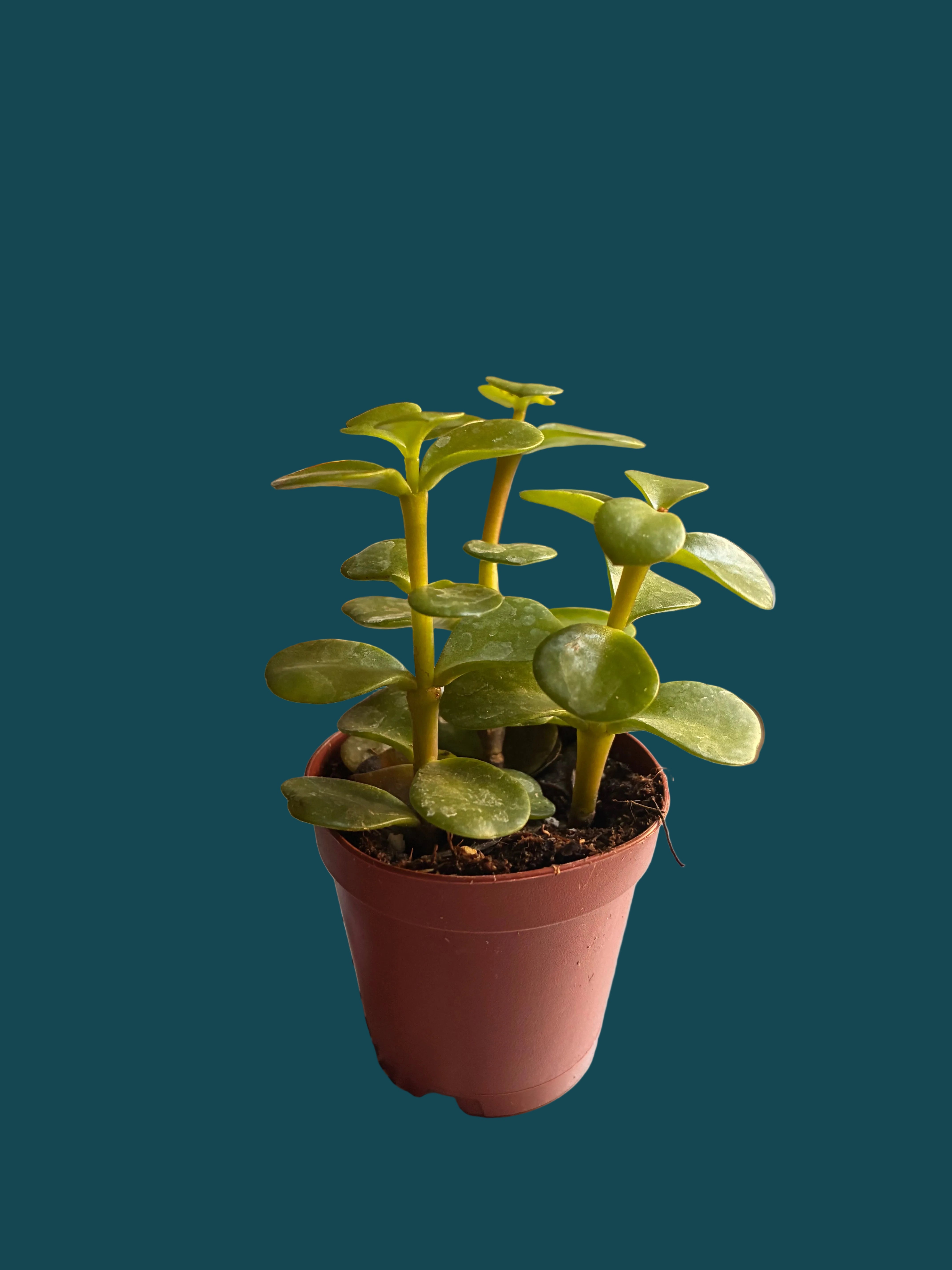 PORTULACARIA AFRA SPEKBOOM MIRACLE” PLANT