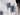 ASBOLUS VERUCOSUS Blue Death Feigning Beetles