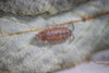 PORCELLIO SCABER 'Calico' Isopods