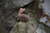 PORCELLIO SCABER 'Red Edge' Isopods