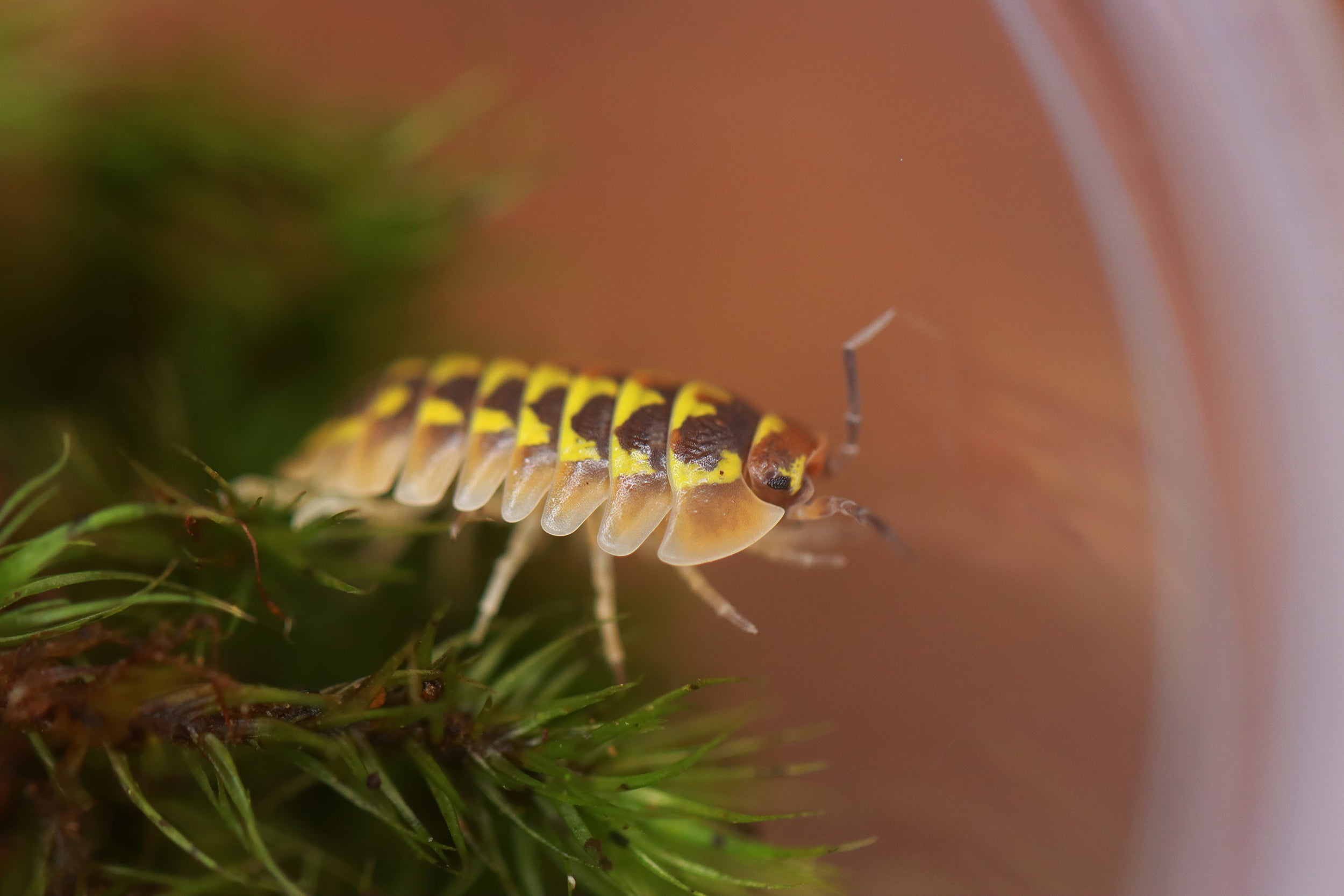 ARMADILLIDIUM GESTROI 'Halloween' Isopods