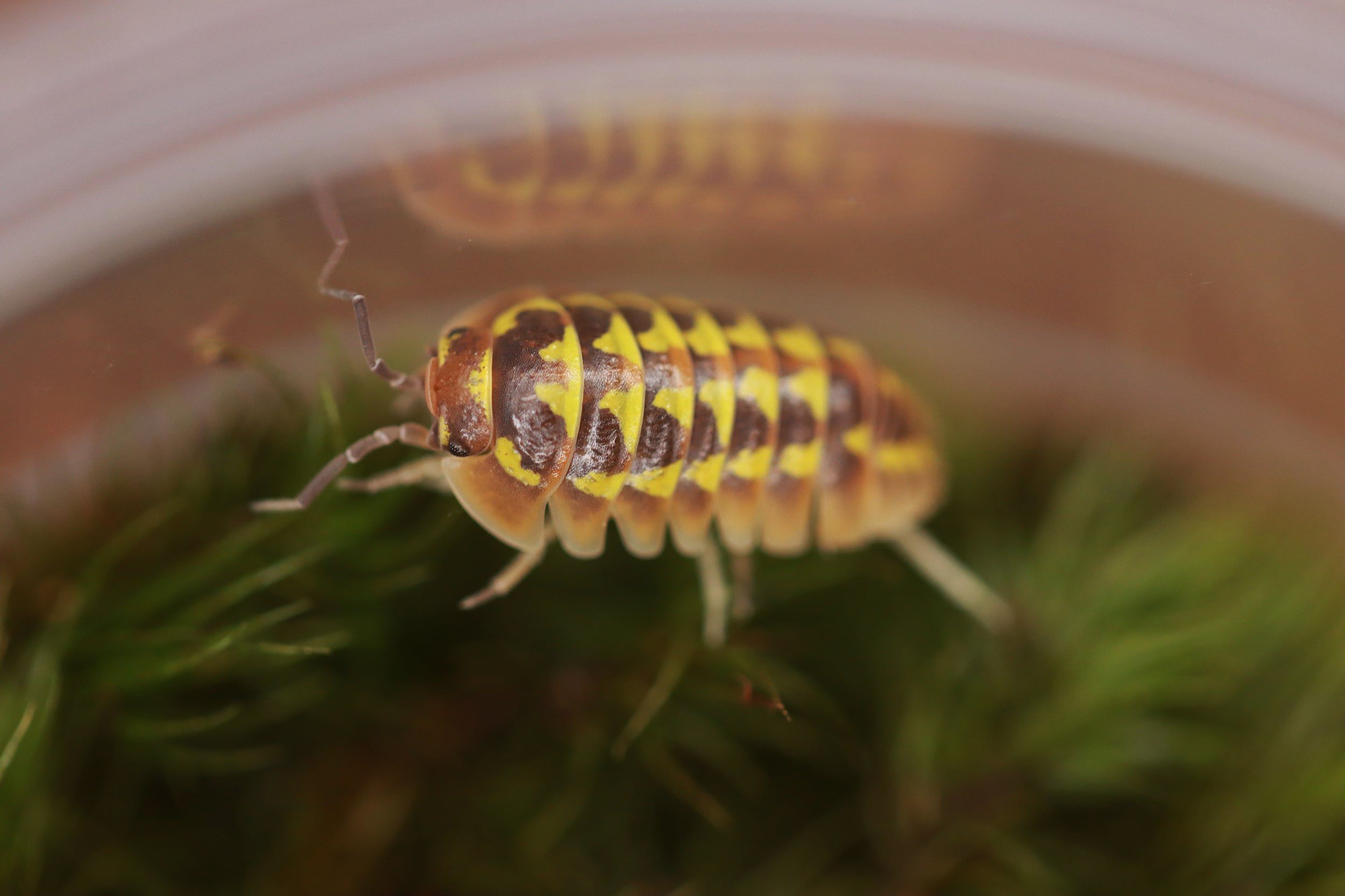 ARMADILLIDIUM GESTROI 'Halloween' Isopods
