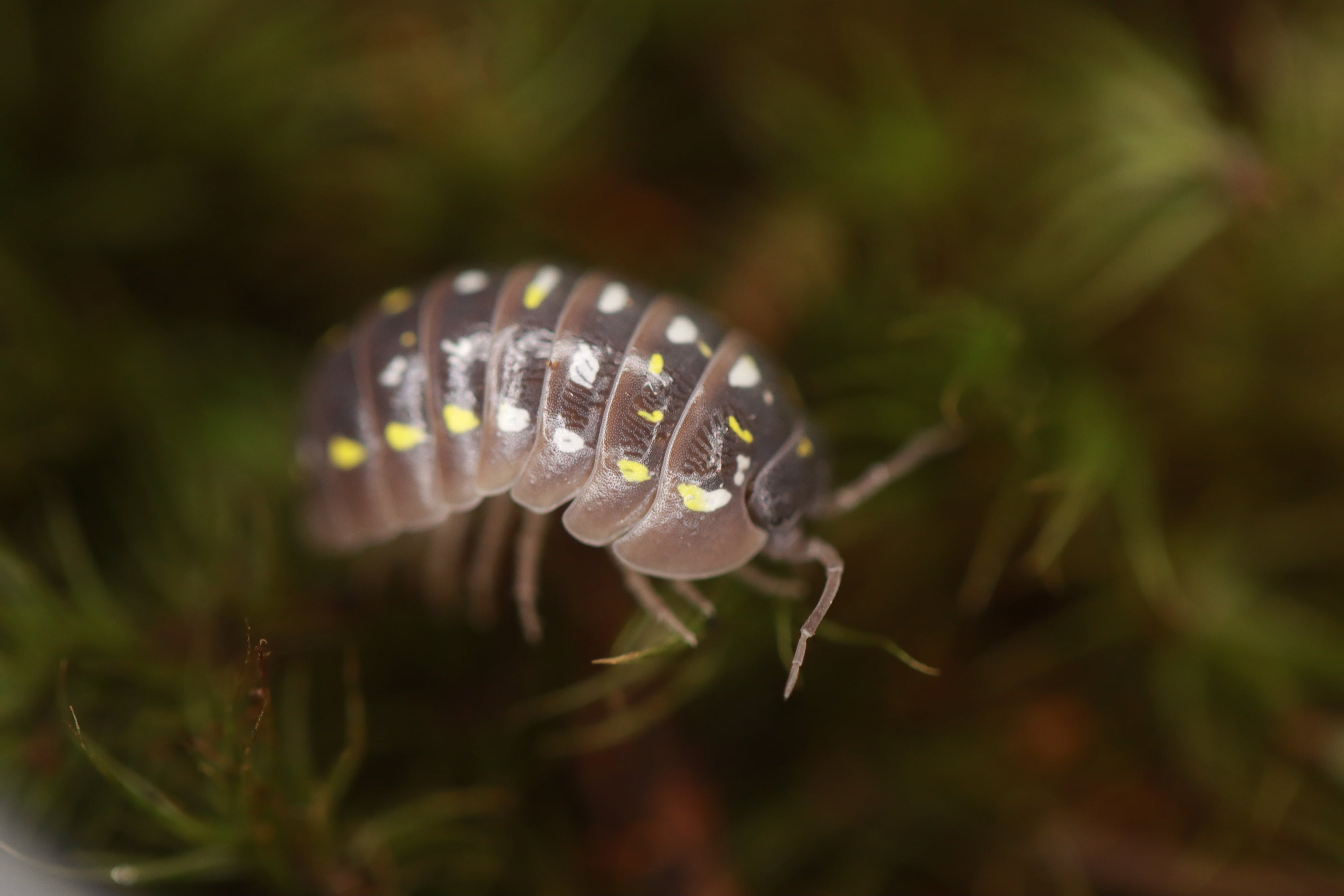 ARMADILLIDIUM FRONTETRIANGULUM Isopods