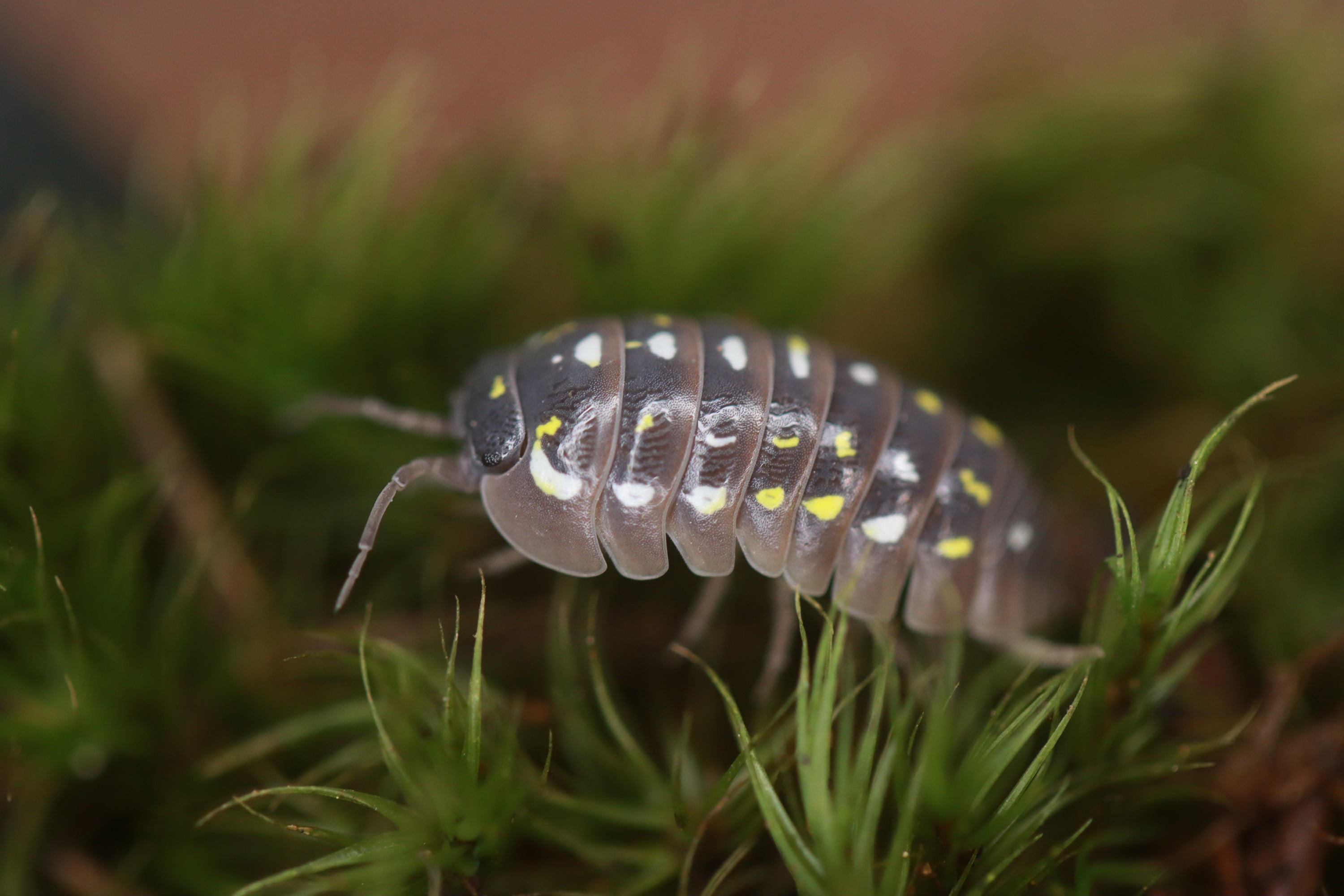 ARMADILLIDIUM FRONTETRIANGULUM Isopods