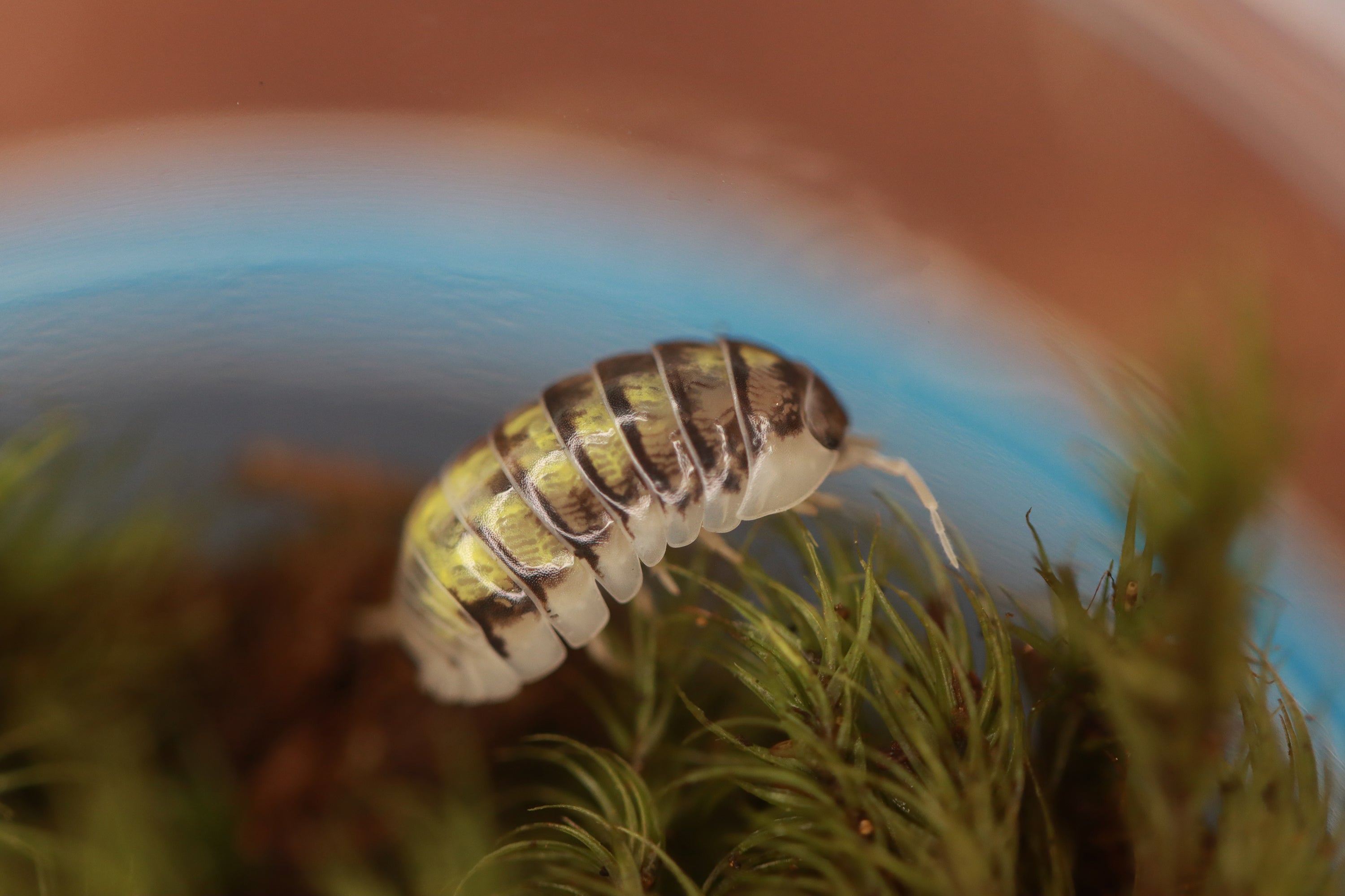 ARMADILLIDIUM VULGARE 'Everything Bagel' Isopods