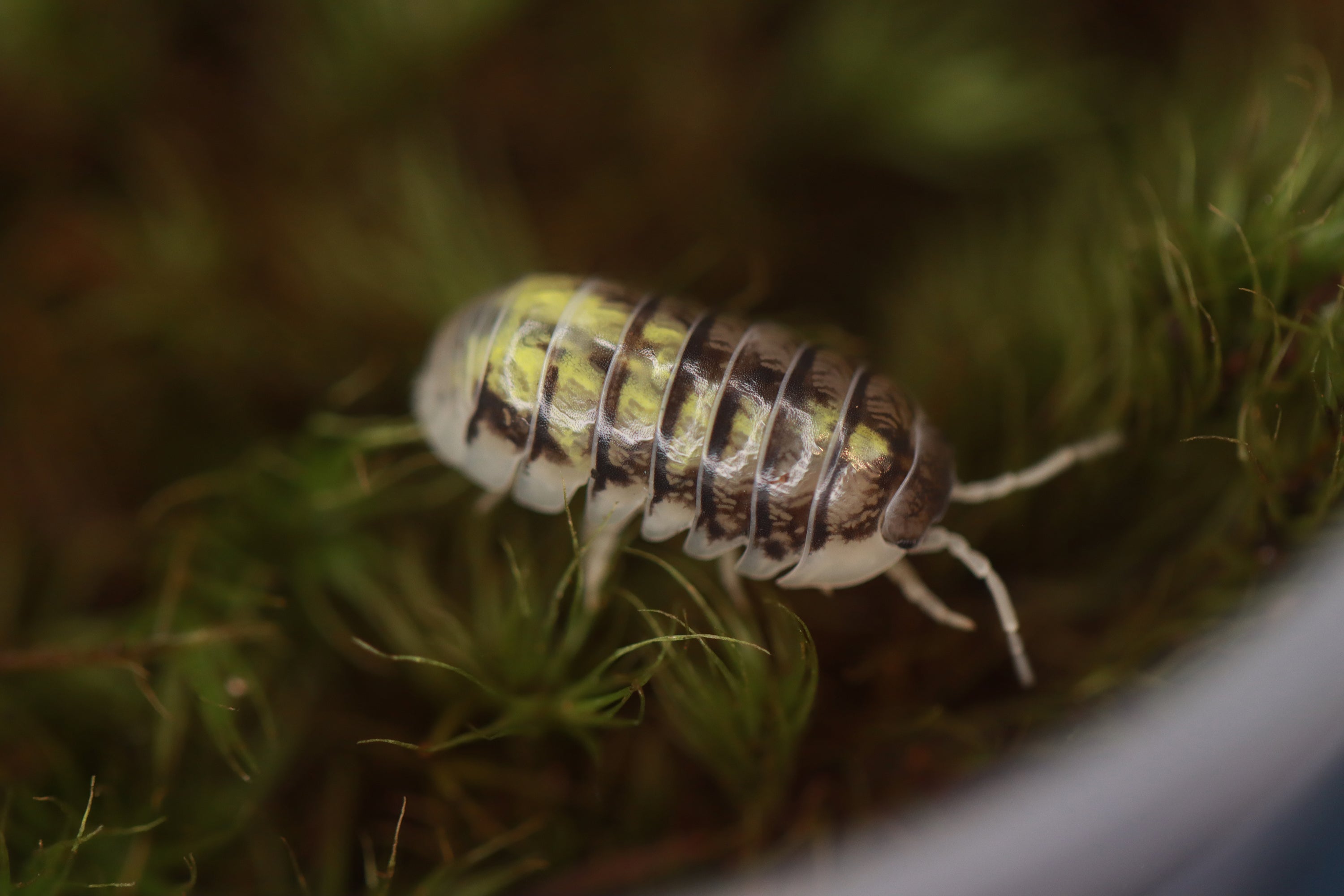ARMADILLIDIUM VULGARE 'Everything Bagel' Isopods
