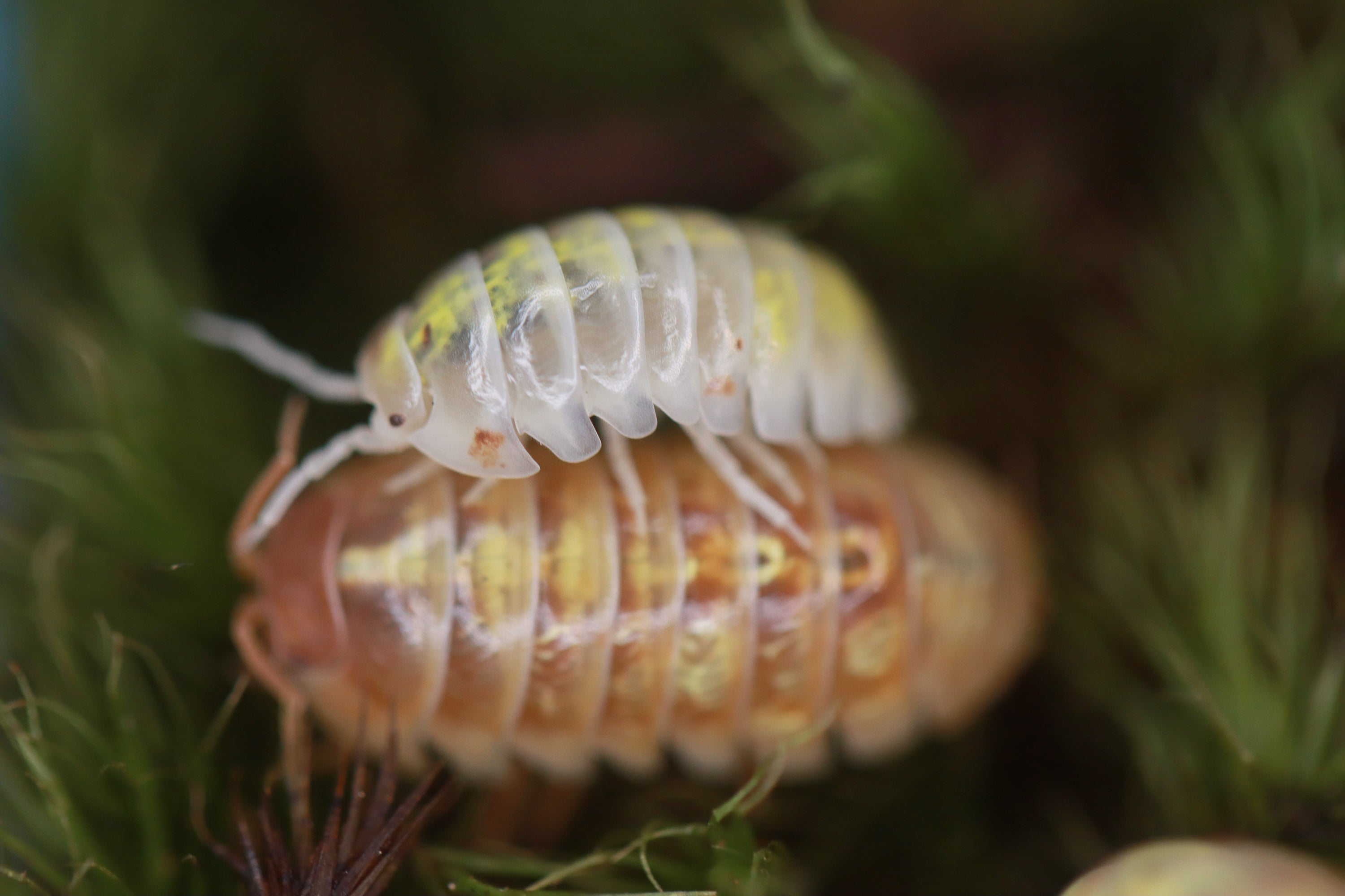 ARMADILLIDIUM VULGARE 'Orange Dalmatian' Isopods