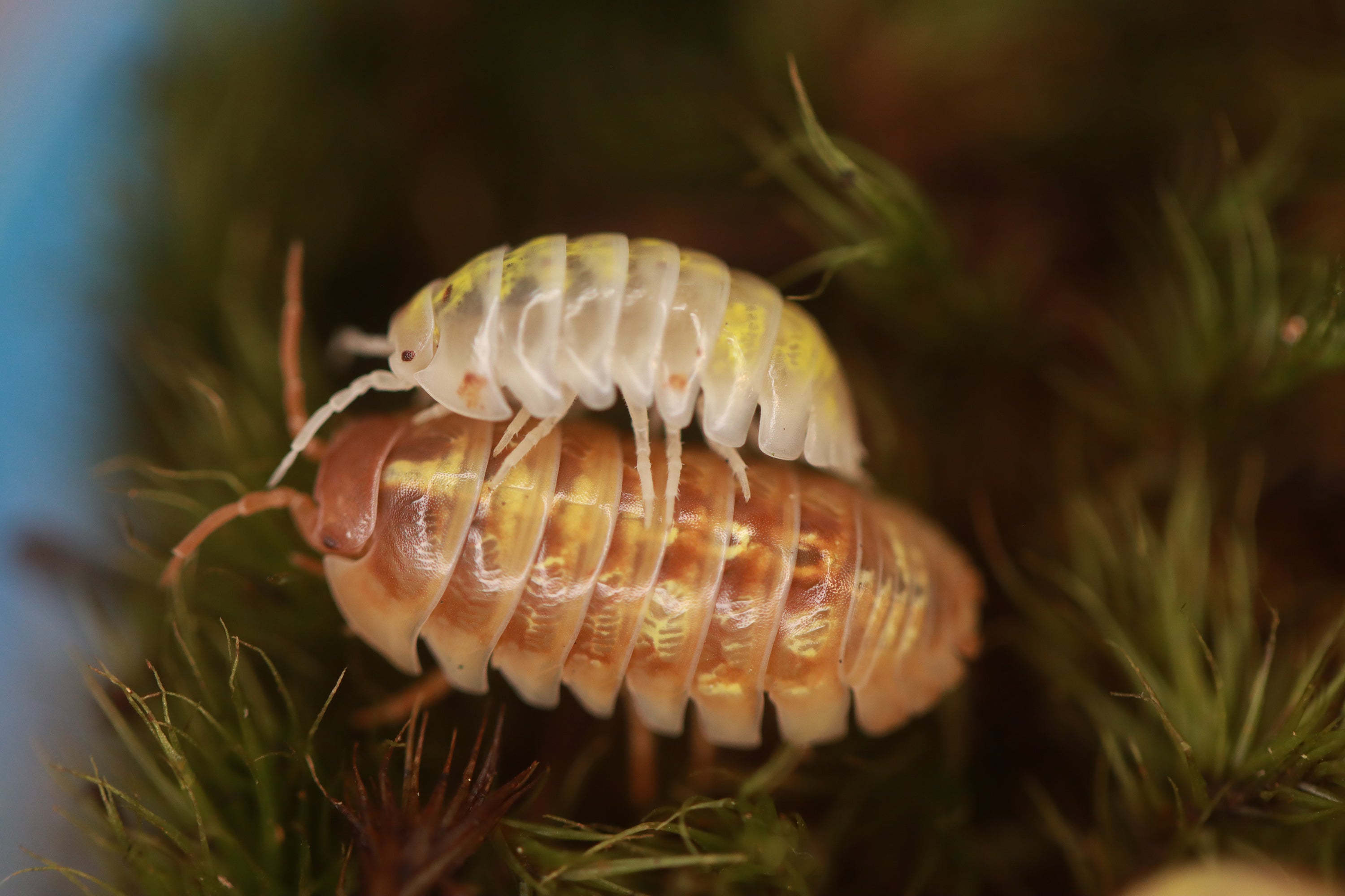 ARMADILLIDIUM VULGARE 'Orange Dalmatian' Isopods