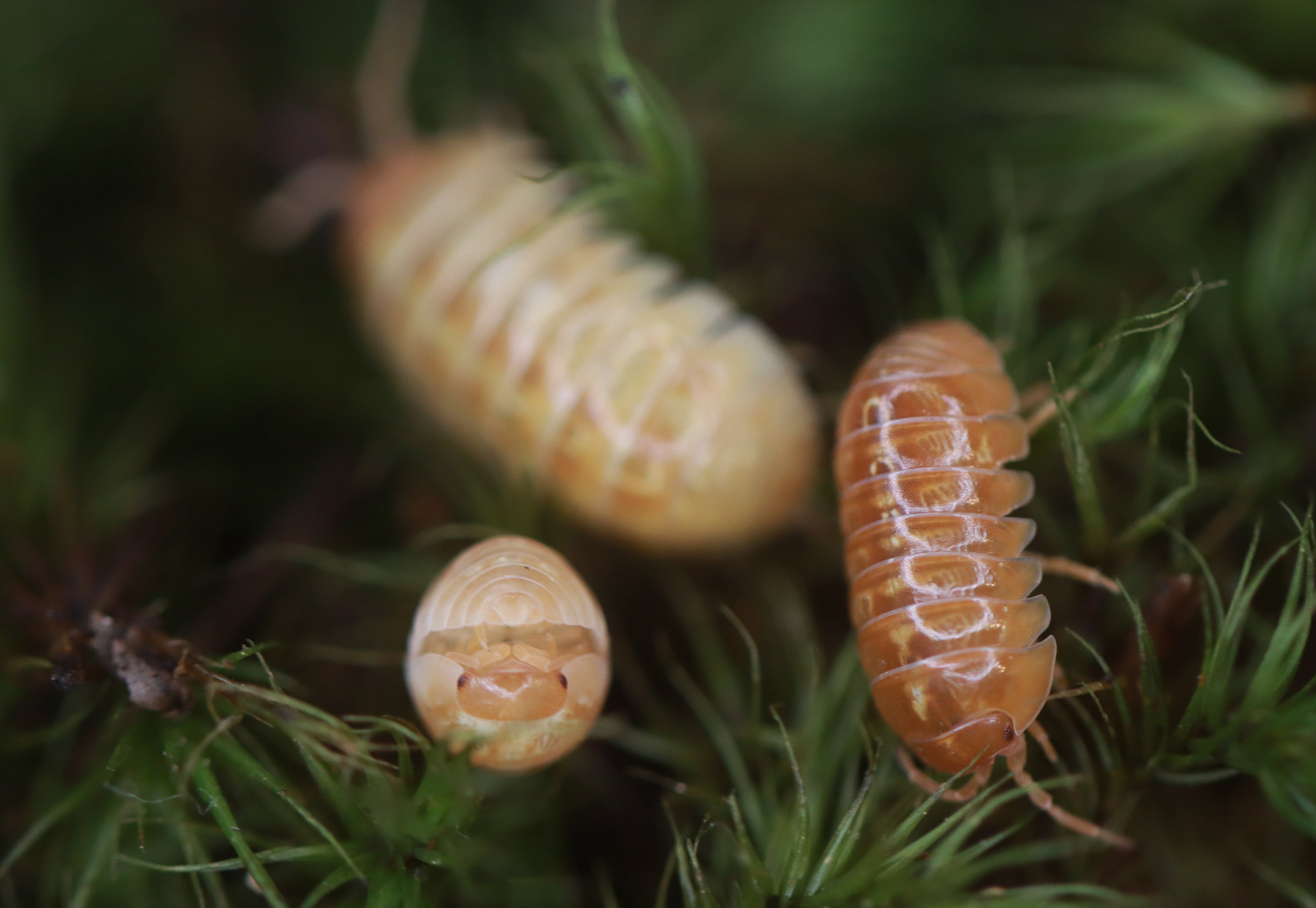 ARMADILLIDIUM VULGARE 'Tangerine' Isopods