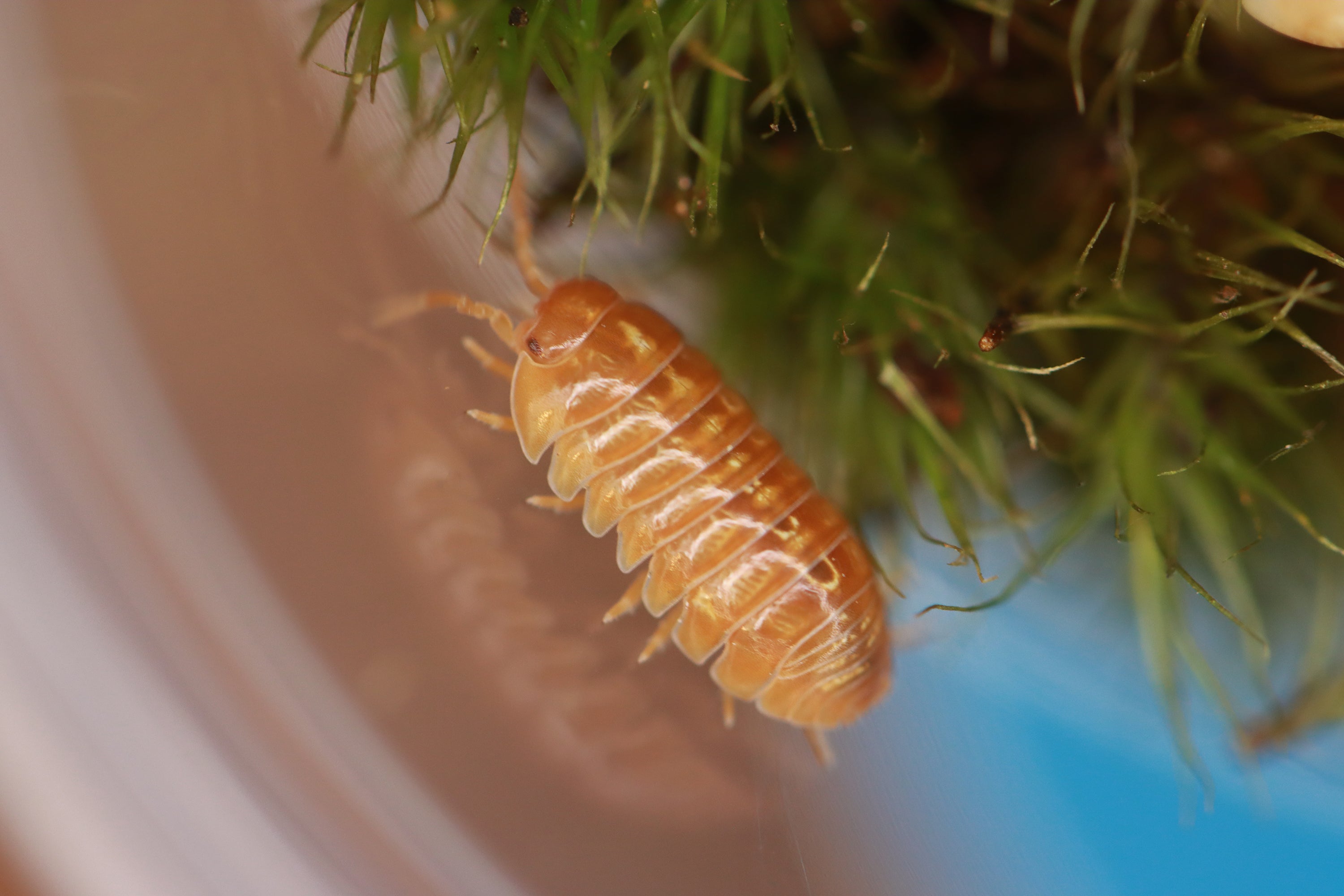 ARMADILLIDIUM VULGARE 'Tangerine' Isopods
