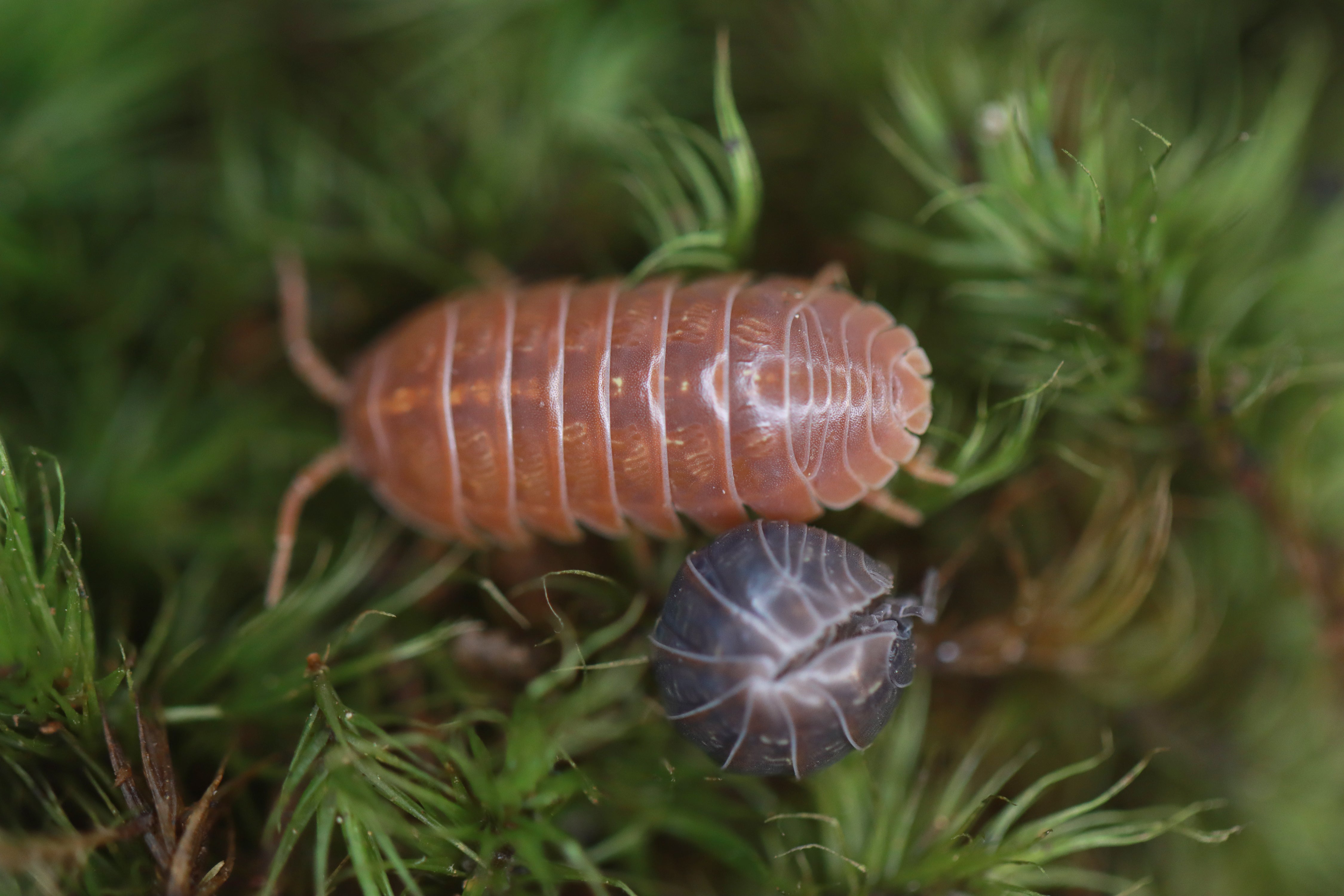 ARMADILLIDIUM VULGARE 'Sunset' Isopods
