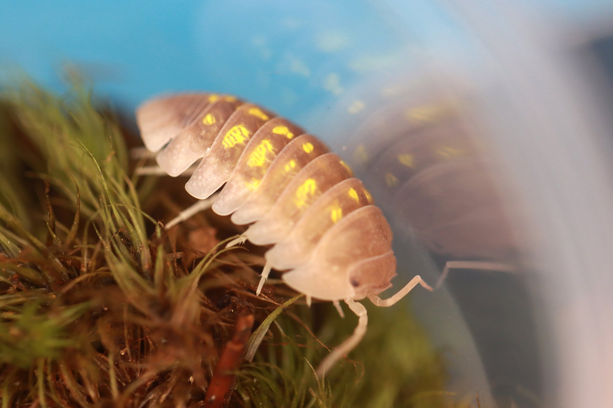 ARMADILLIDIUM GRANULATUM 'T+ Albino' Isopods
